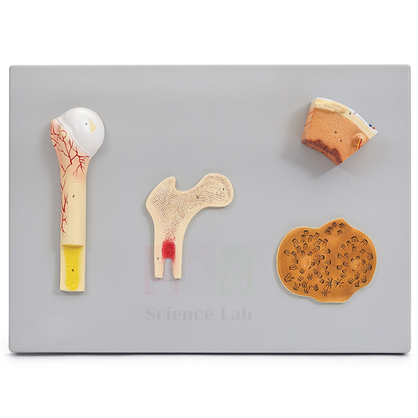 Human Bone Structures Model